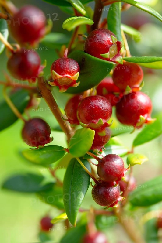 Chilean guava