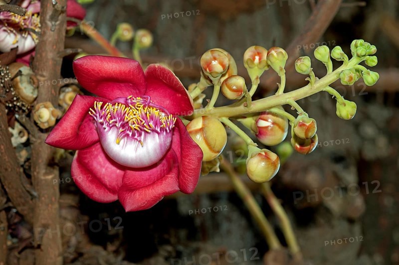 Shivalinga Flower