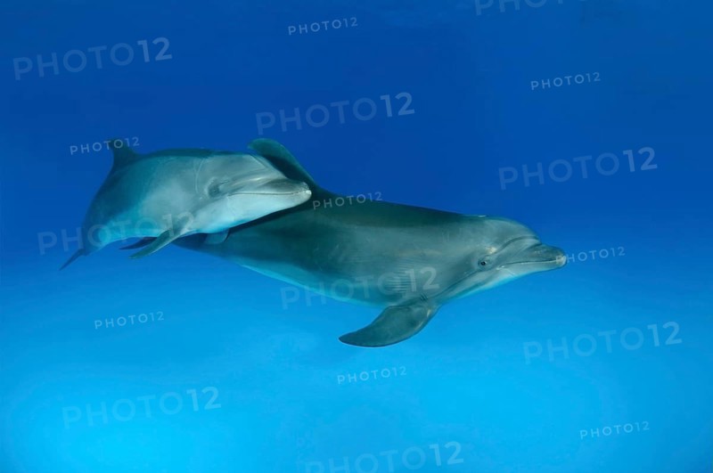 Bottlenose dolphins (Tursiops truncatus)