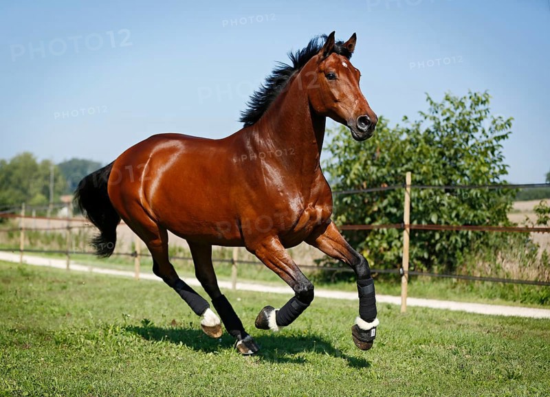 Holsteiner horse