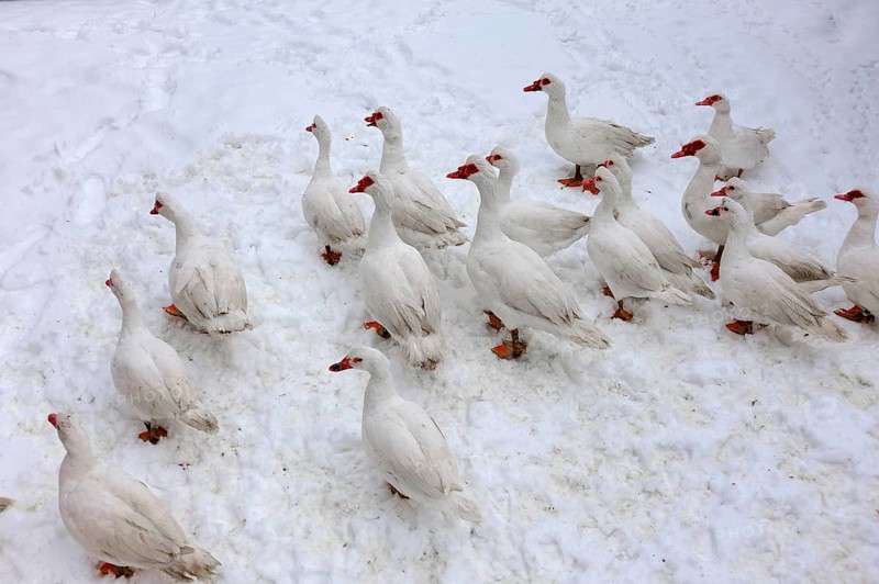 Barbary Ducks