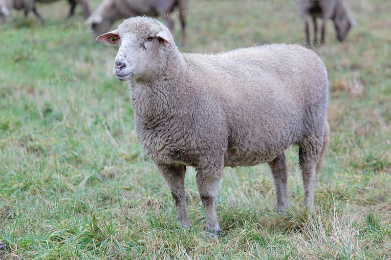 Hybrid cross between a Blackhead Persian Sheep (Ovis aries steatopyga persica) and a Merino Sheep (Ovis aries hispanica)
