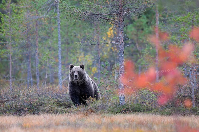 Brown Bear (Ursus arctos) in the autumnally coloured taiga or boreal forest