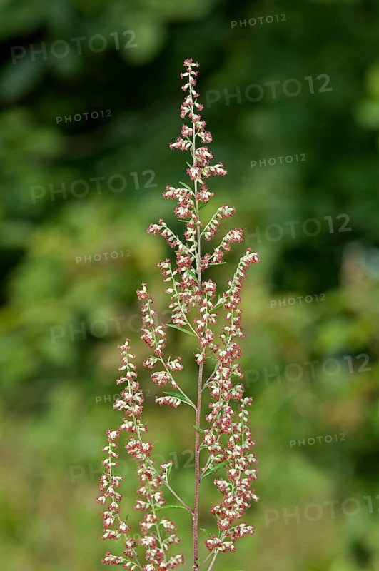 Mugwort or Common Wormwood (Artemisia vulgaris)