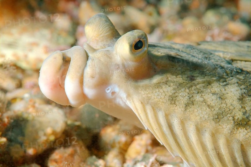 Japanese flounder (Pleuronectes japonicus)