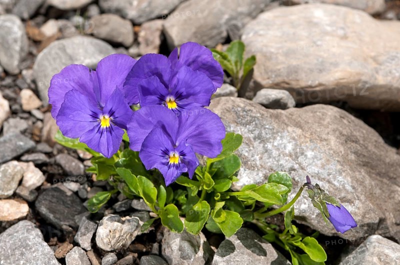 Mont-Cenis violets or pansies (Viola cenisia)
