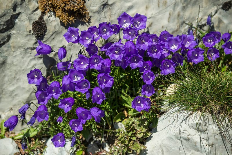 Bellflowers (Campanula sp.)