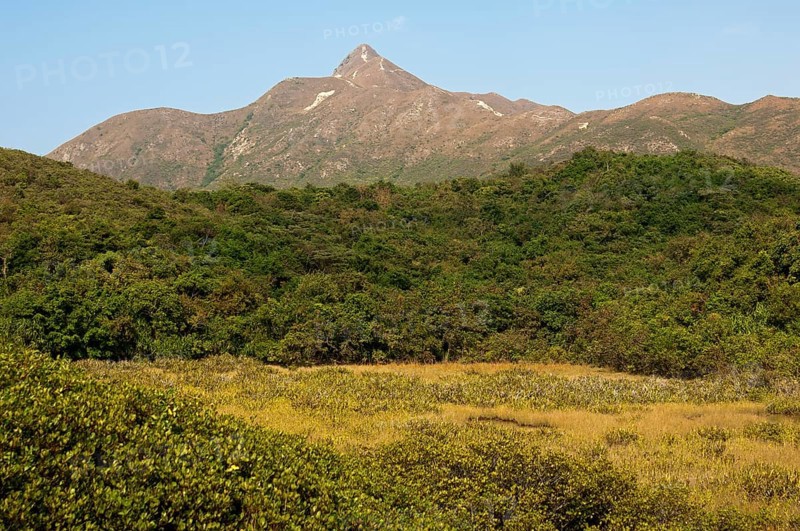 Scrubland with Sharp Peak mountain range