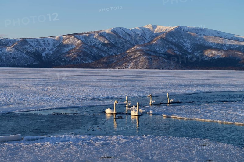 Whooper Swans (Cygnus cygnus) swimming in the evening light in an almost frozen lake