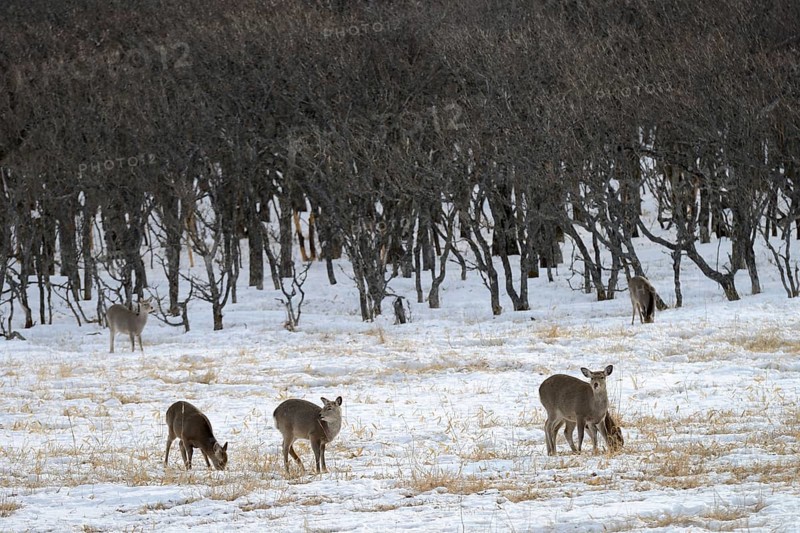 Hokkaido sika deer