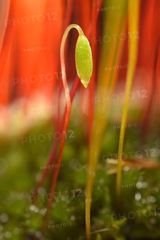 Creeping feather-moss (Amblystegium serpens)