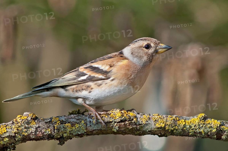 Brambling (Fringilla montifringilla)