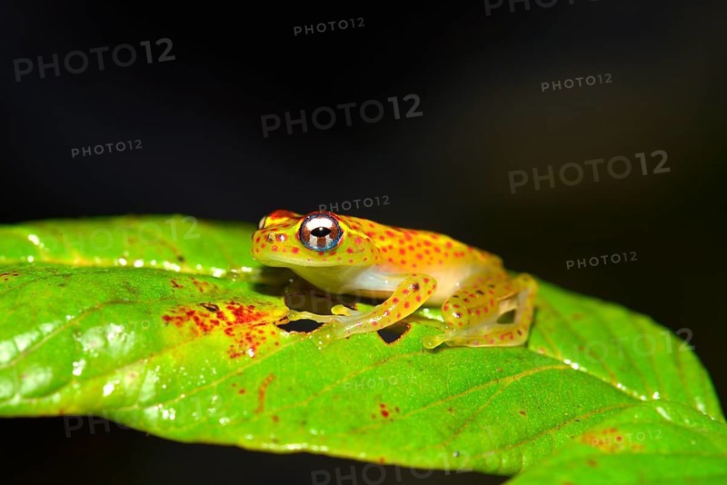 Climbing Frog (Boophis ssp.)