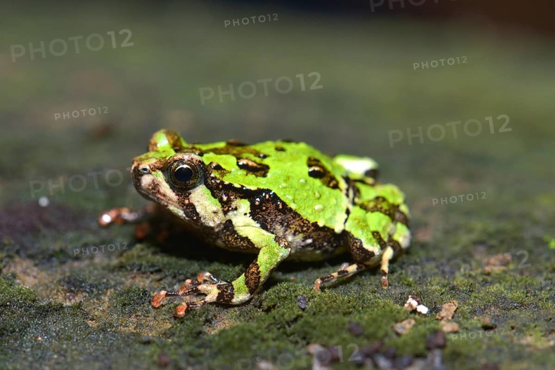 Green Burrowing Frog (Scaphiophyrne marmorata)