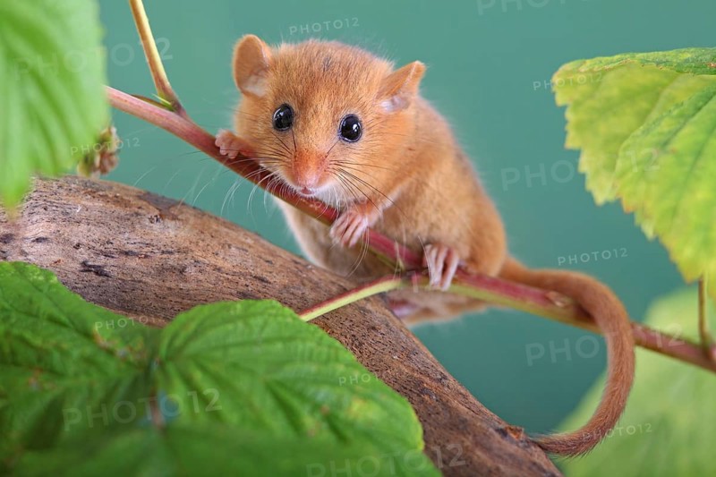 Hazel Dormouse