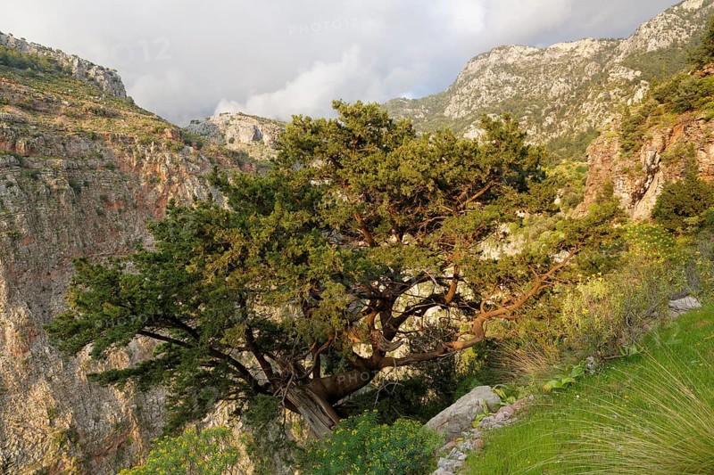 Phoenicean Juniper or Arar (Juniperus phoenicea)
