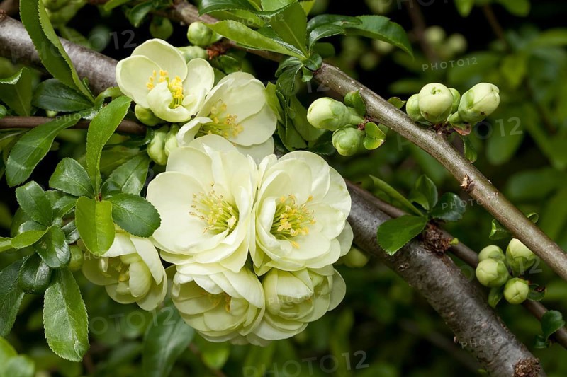 Flowering Quince (Chaenomeles x superba)