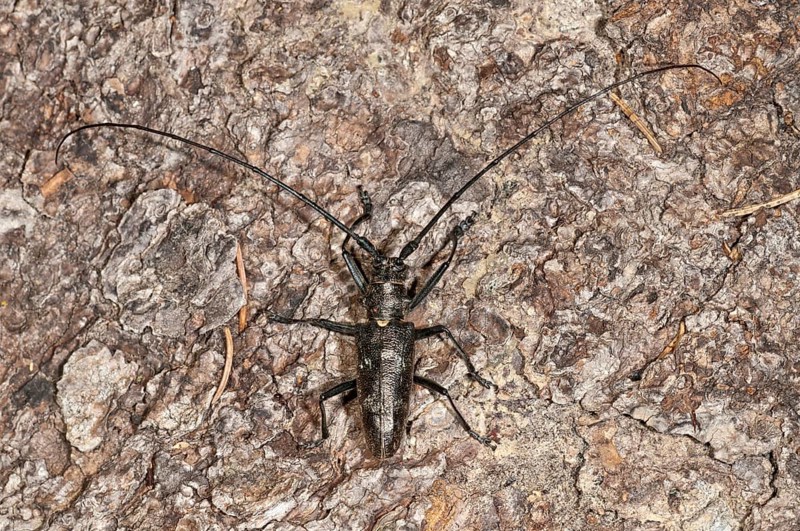 Marmorated Longhorn Beetle (Monochamus sutor) on a tree trunk