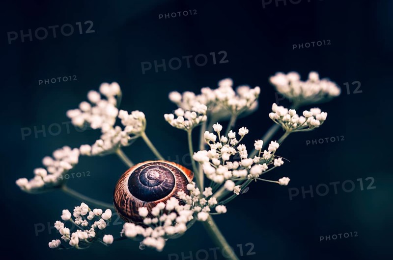 Copse Snail (Arianta arbustorum) on an umbel