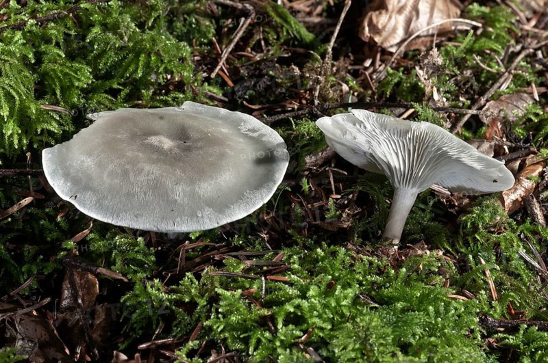 Green-blue Aniseed Toadstool (Clitocybe odora)