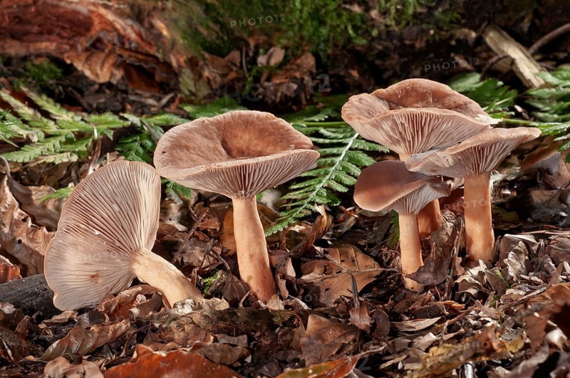 Bright Orange Milkcap (Lactarius aurantiofulvus)