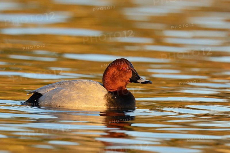 Common Pochard (Aythya ferina)