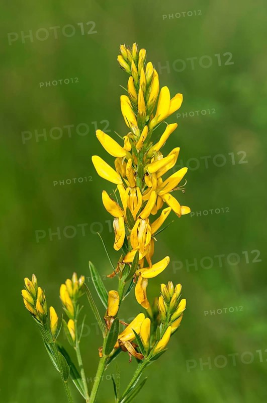 Scotch Broom (Cytisus scoparius)
