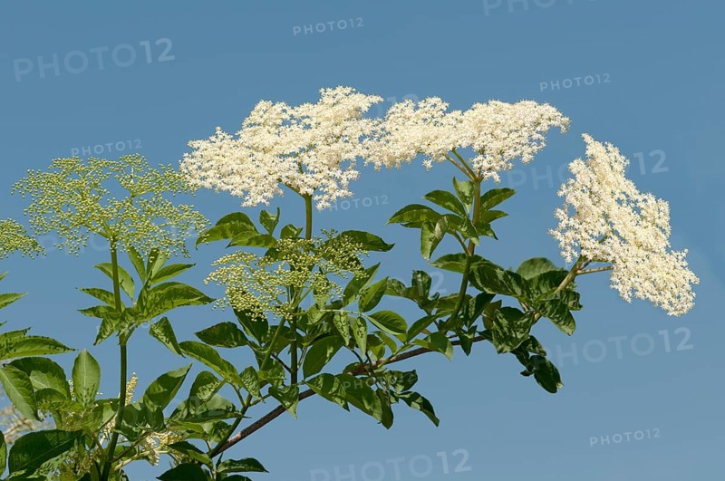 Inflorescence of Black Elder or Elderberry (Sambucus nigra)