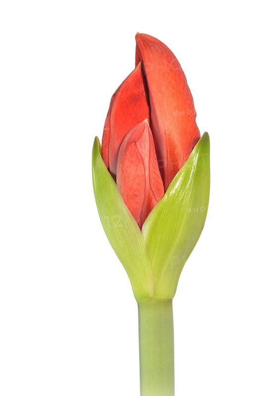 Amaryllis (Hippeastrum)
