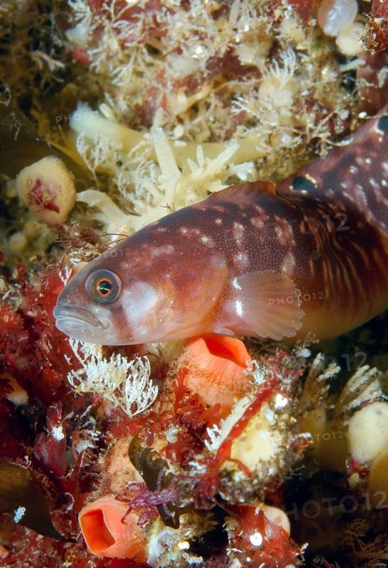 Butterfish (Pholis gunnellus)