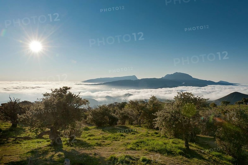 Sun over a landscape with trees