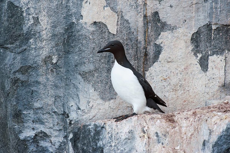 Thick-billed Murre or Bruennich's Guillemot (Uria lomvia) at the bird cliffs of Alkefjellet