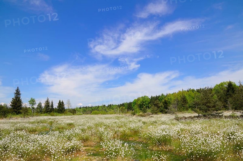 Flooded bog with blooming Hare's-tail Cottongrass