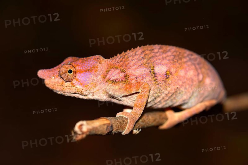 Rhinoceros Chameleon (Furcifer rhinoceratus)