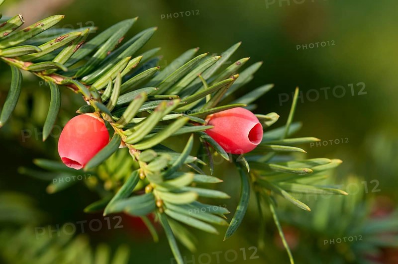 English Yew or European Yew (Taxus baccata)