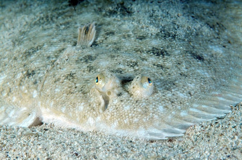 Snouted Sole (Pegusa nasuta)