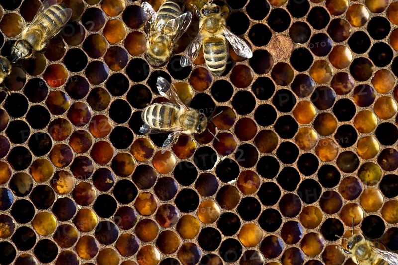 Honey Bees (Apis sp.) on a honeycomb