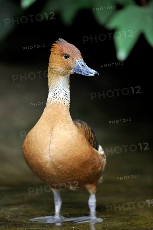Fulvous Whistling Duck (Dendrocygna bicolor)