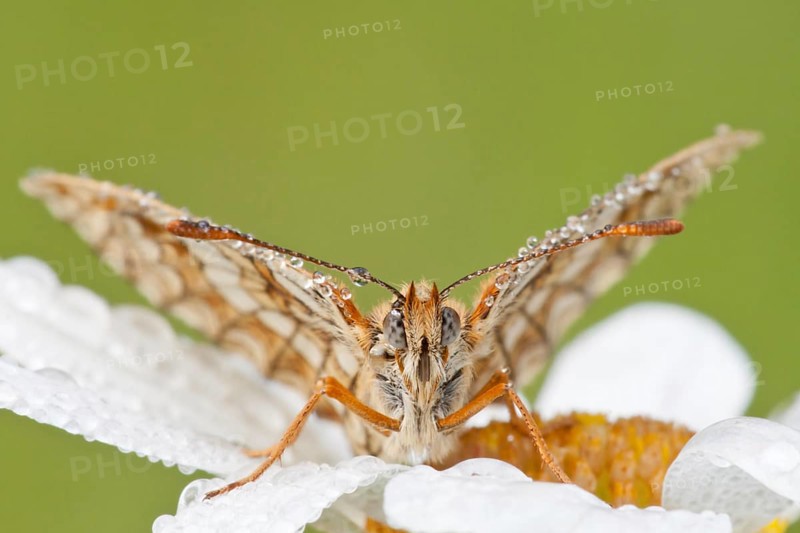 Heath Fritillary (Melitaea athalia) on an Oxeye Daisy (Leucanthemum vulgare)