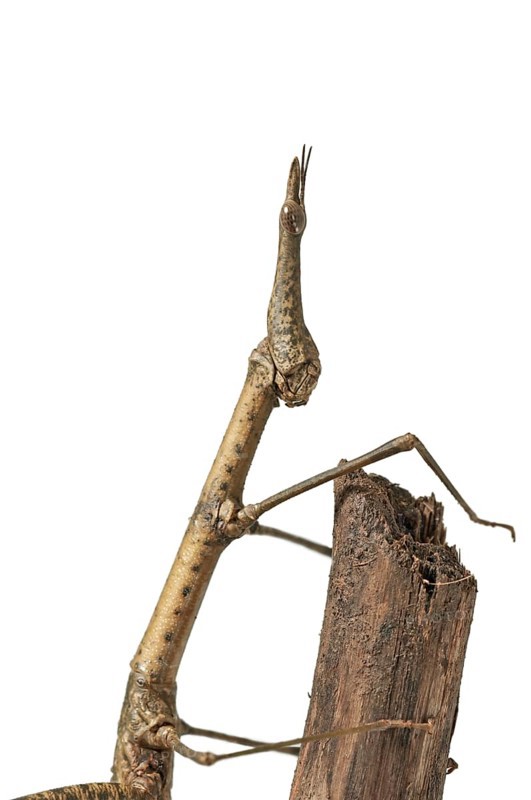 Horse Head Grasshopper (Pseudoproscopia latirostris)