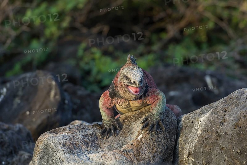 Marine Iguana (Amblyrhynchus cristatus)