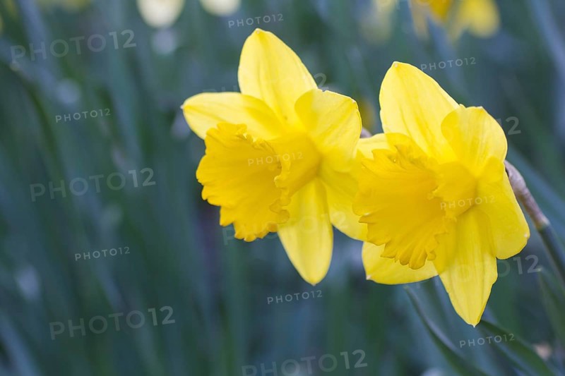 Yellow Daffodils (Narcissus pseudonarcissus)