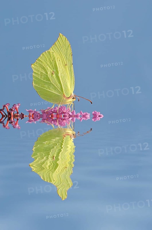 Brimstone (Gonepteryx rhamni)