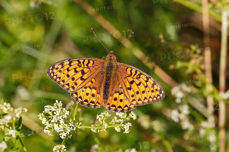 Dark Green Fritillary (Argynnis aglaja) perched on a meadow plant with outstretched wings