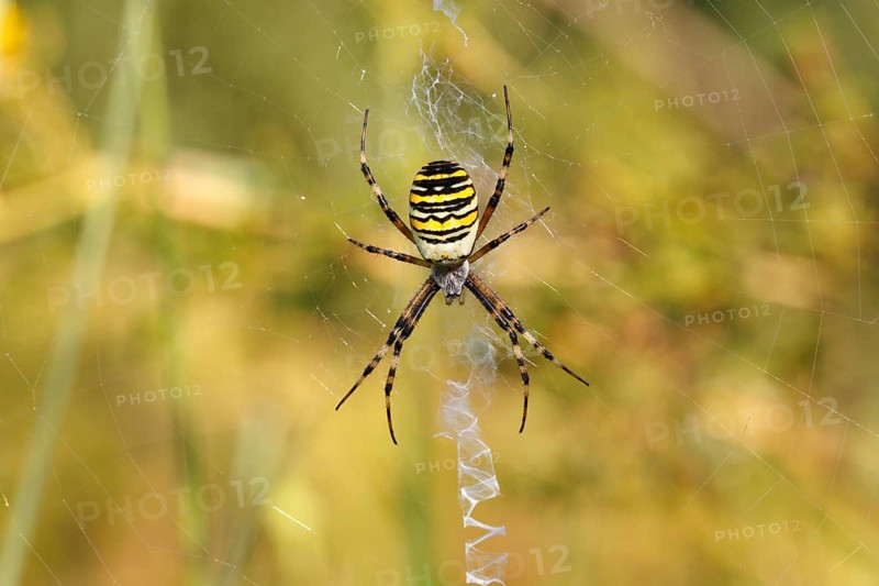 Wasp Spider or Zebra Spider (Argiope bruennichi)