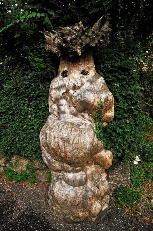 Overgrown dead tree trunk
