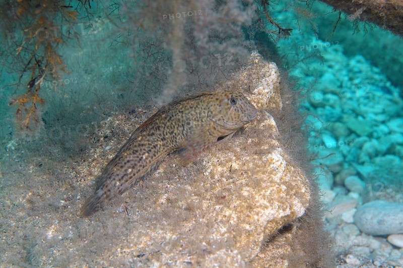 Rusty Blenny (Parablennius sanguinolentus)