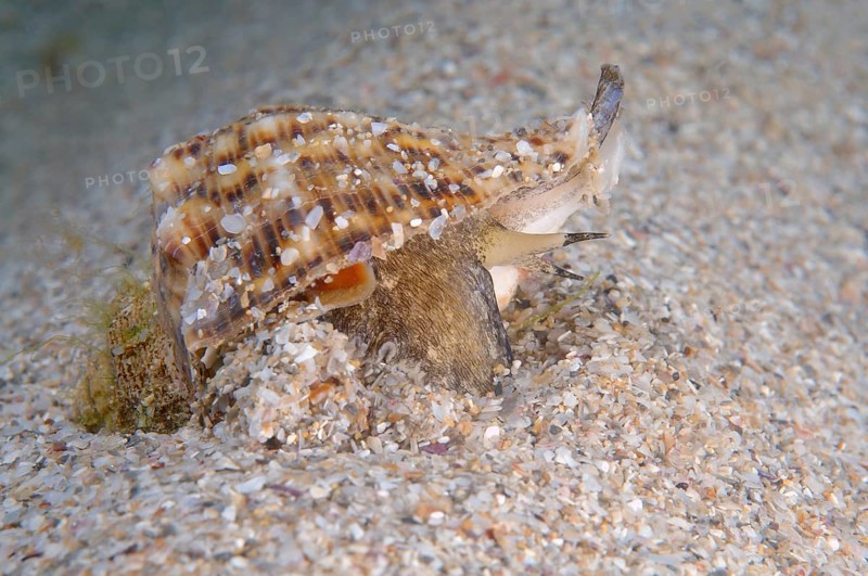 Veined Rapa Whelk (Rapana venosa)