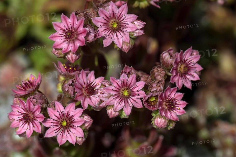 Cobweb houseleek (Sempervivum arachnoideum)