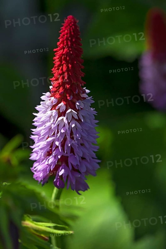 Flowering orchid primrose (Primula vialii)
